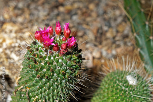 Cactus flower (Mammillaria backebergiana) on garden