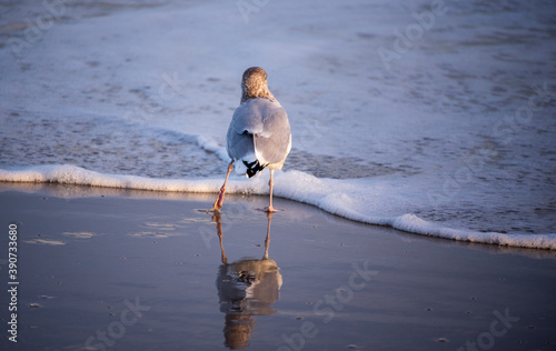 Seagull at the Beach