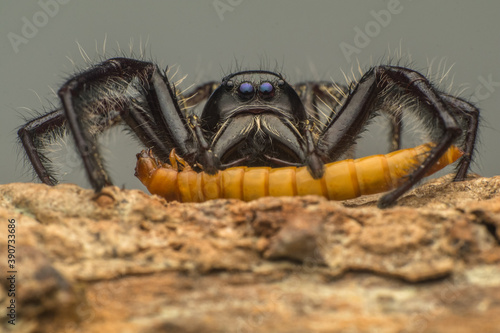 male black jumping spider
