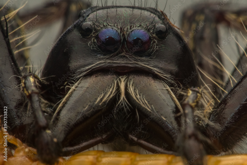 Fototapeta premium male black jumping spider