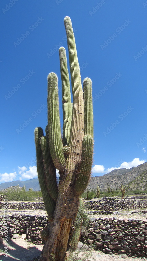 Cactus grande y antiguo en el desierto..