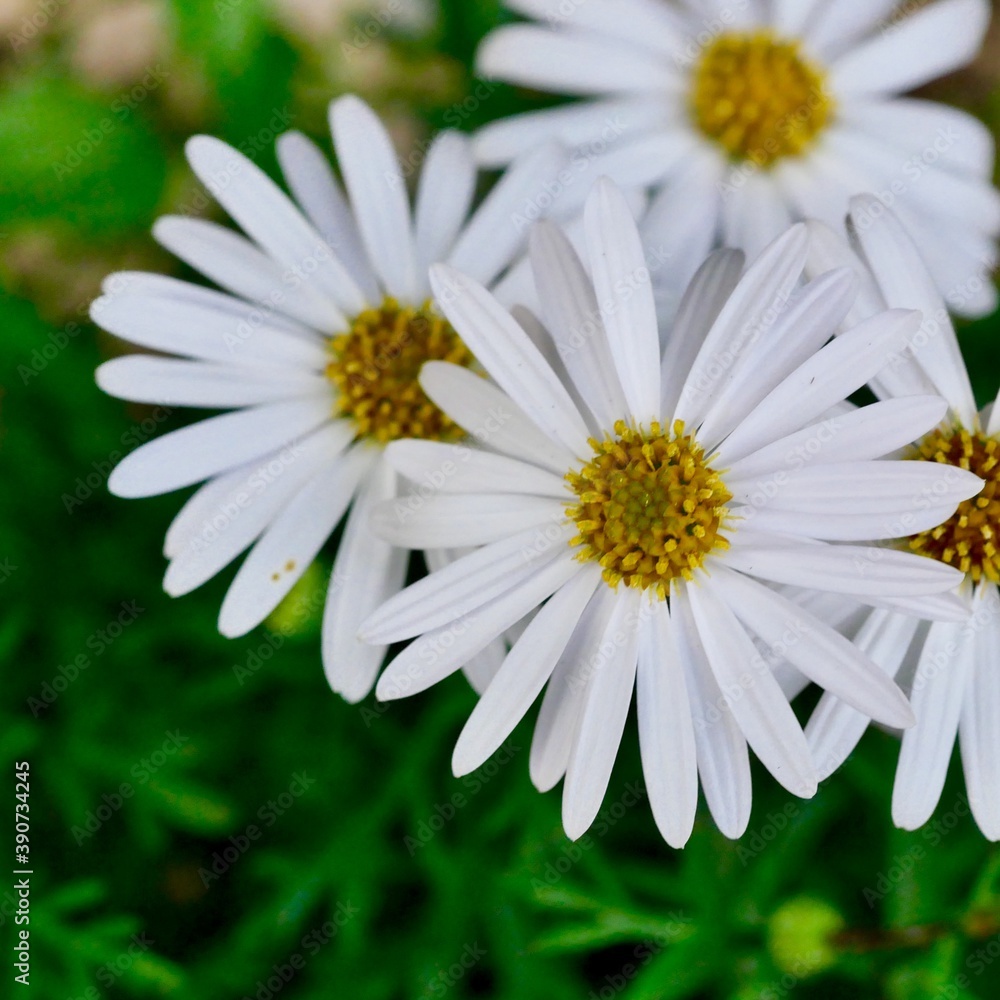 Obraz premium プラキカム1、白