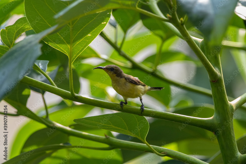 The Olive-backed Sunbird or Cinnyris jugularis The Olive-backed Sunbird or Cinnyris jugularis