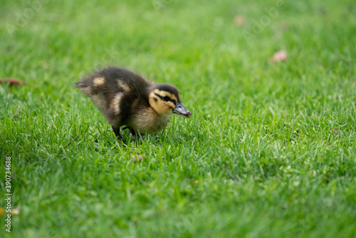 Duckling in spring on a grass