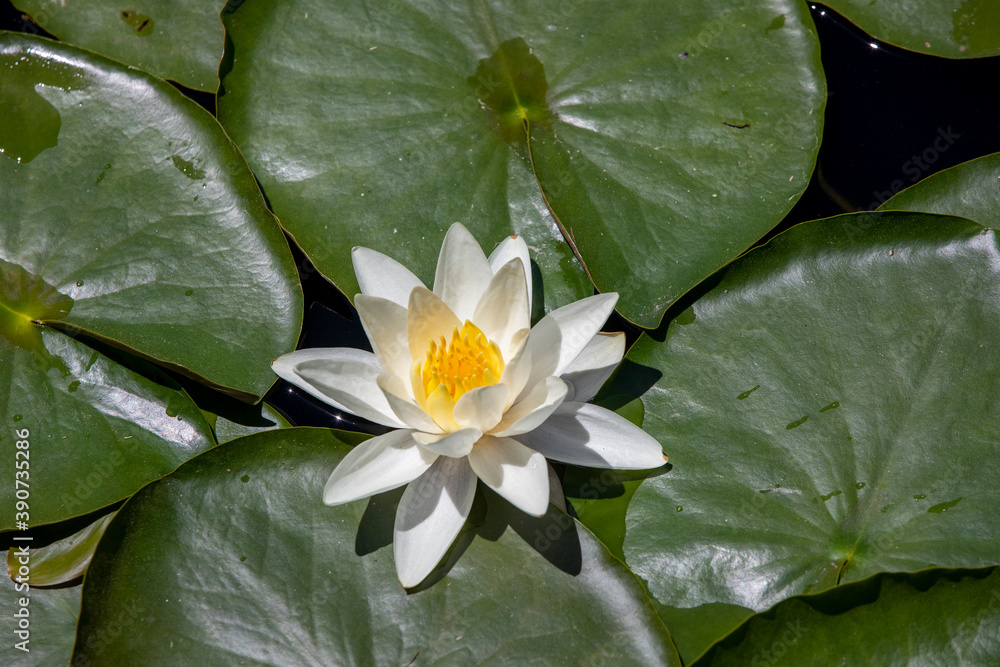 Beautiful Lily Blossoms in a freshwater pond Beautiful Lily Blossoms in a freshwater pond