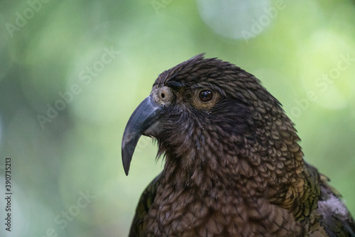 Closeup of a Kea parrot in New Zealand