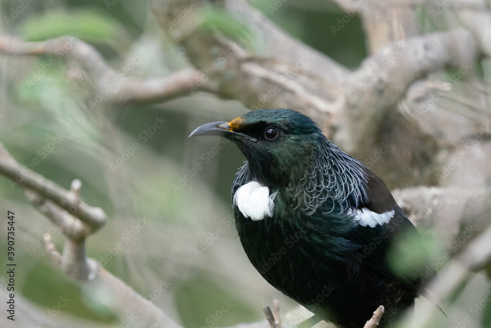 Tui bird on a branch in New Zealand
