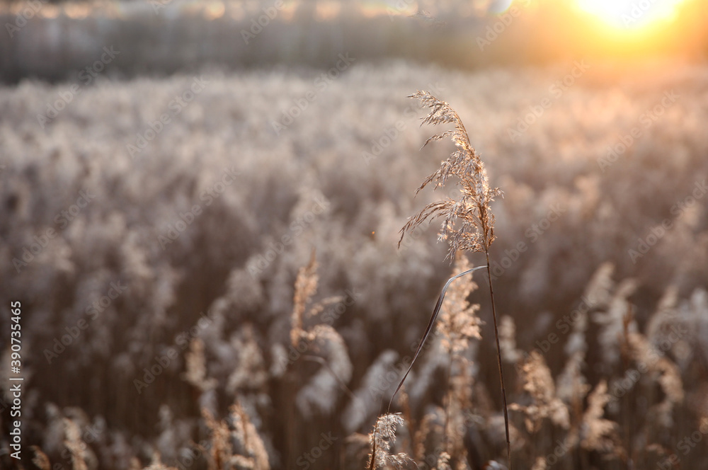 Fototapeta premium Wild marsh grasses in the rays of the setting sun in autumn, selected sharpness