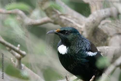Obraz na płótnie Tui bird on a branch in New Zealand w salonie