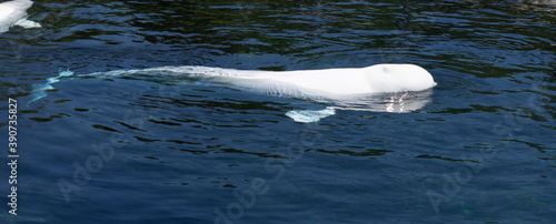 Fotografie, Tablou Beluga whales in harbor