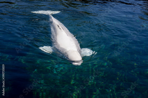 Obraz na plátně Beluga whales in harbor