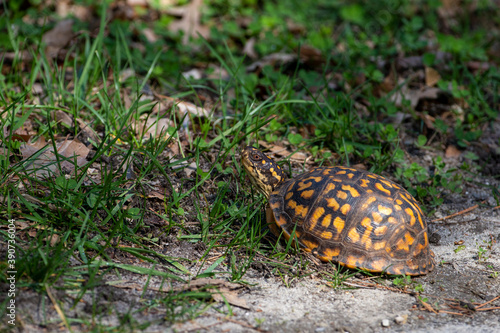 Eastern Box Turtle in early spring