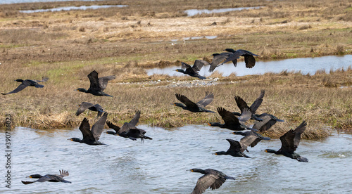 Flock of Cormorants flying in a bay