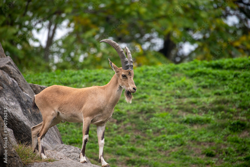 Ibex with huge horns