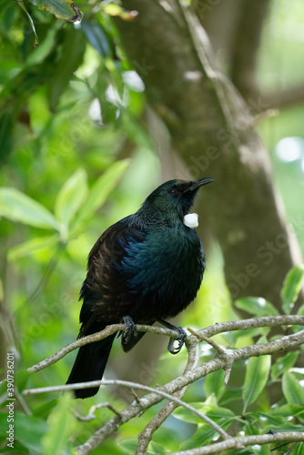 A New Zealand Tui Bird singing in a tree