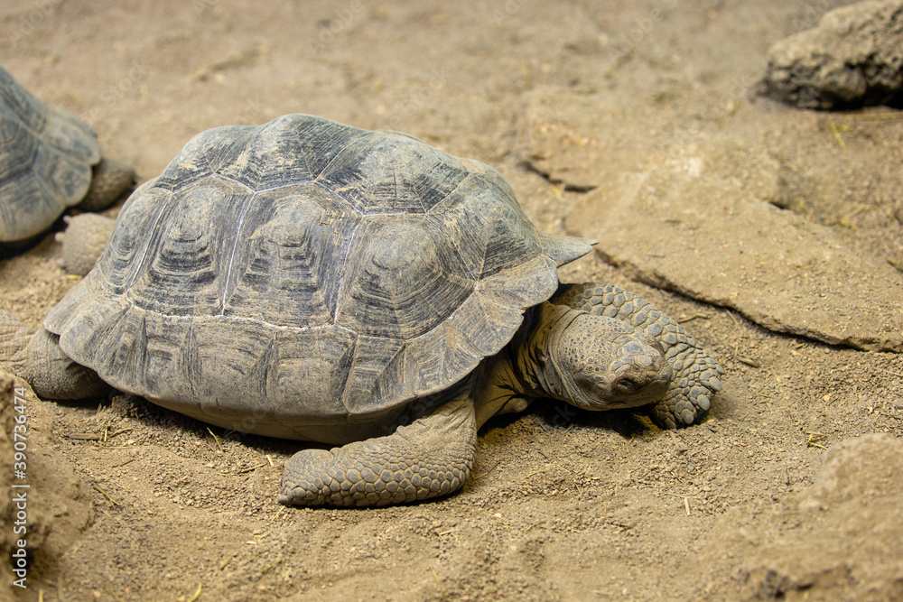 Galapagos Tortious in captivity Galapagos Tortious in captivity