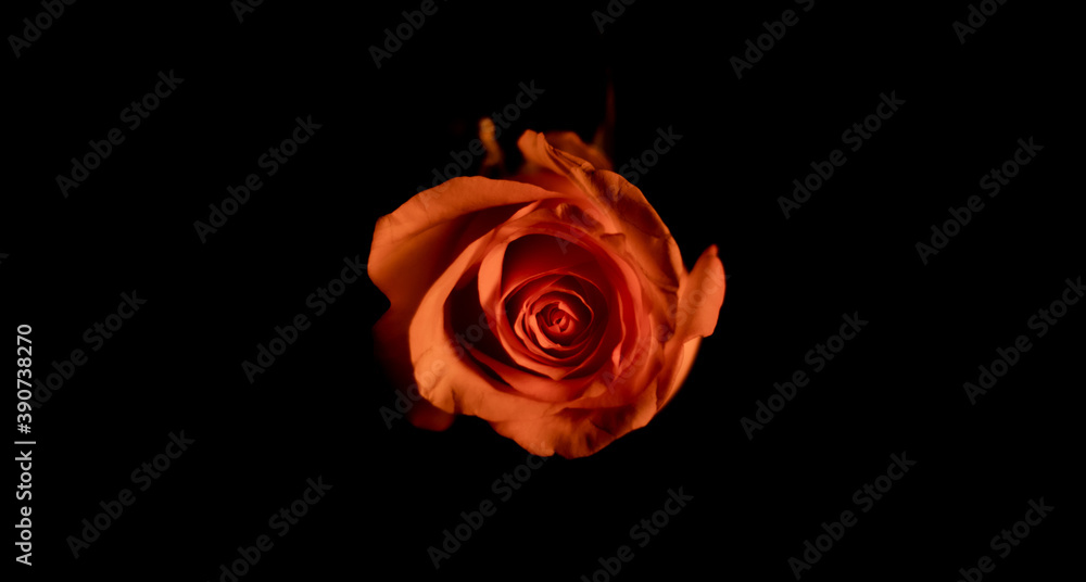 Fototapeta premium red rose isolated on black