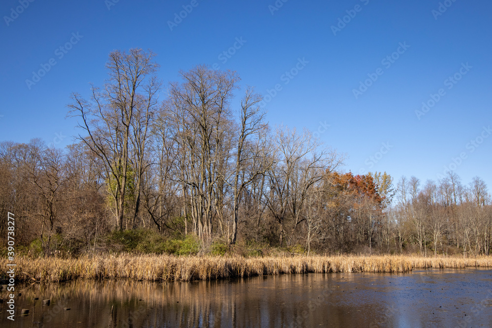 Marsh in fall ready for winter to arrive Marsh in fall ready for winter to arrive