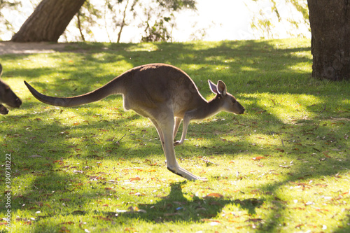 Group of beautiful kangaroos running and jumping on grass field Perth, Western Australia, Australia © Alexander Sánchez