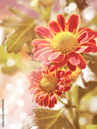 Beautiful bicolor chrysanthemum flowers in red  orange and yellow. Close-up on flowers  toned image