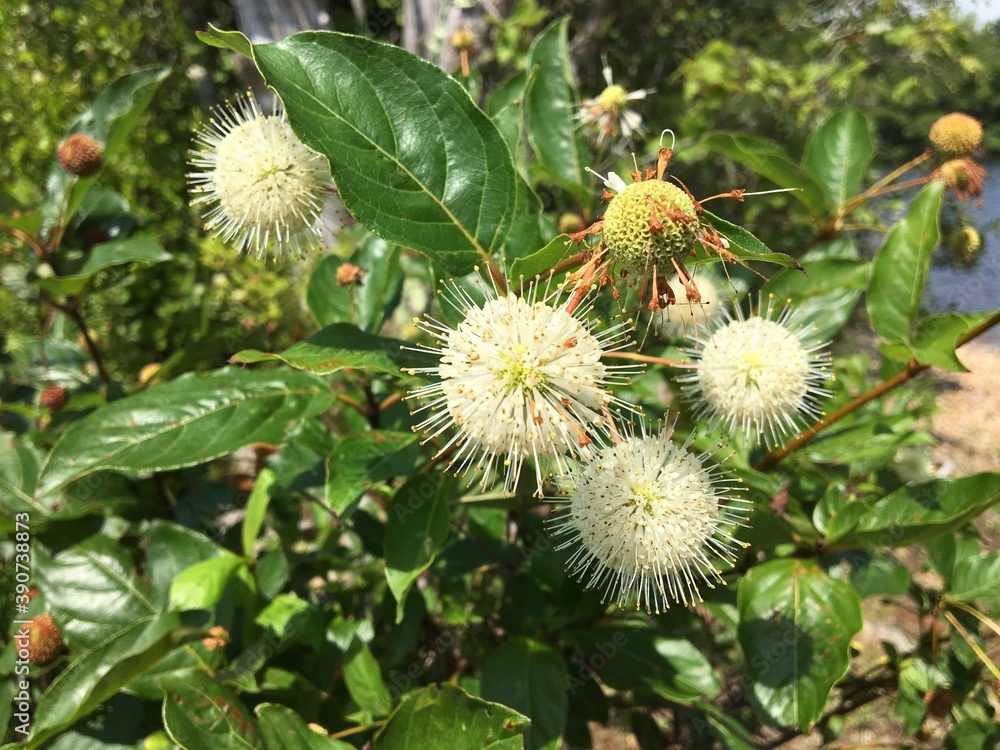 White seed pods of the native plant button bush (Cephalanthus occidentalis). Also commonly known as button ball, honey bells, button tree, globe flower, button willow and button wood. White seed pods of the native plant button bush (Cephalanthus occidentalis). Also commonly known as button ball, honey bells, button tree, globe flower, button willow and button wood.
