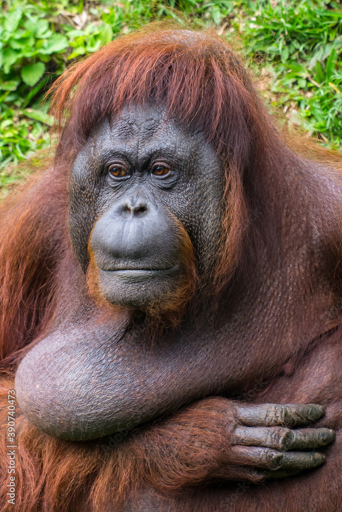 close up of Borneo Orangutan in safari park close up of Borneo Orangutan in safari park