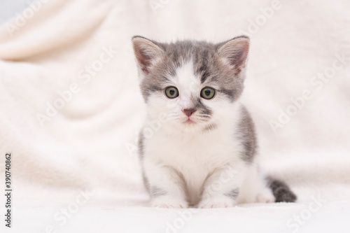 white-gray kitten on a white bed