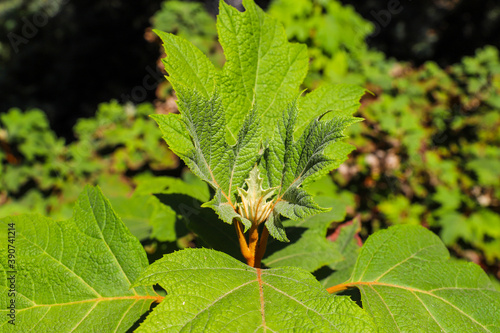 a lush deep green Hydrangea plant in the garden at Huntington Library and Botanical Gardens in San Marino, California photo