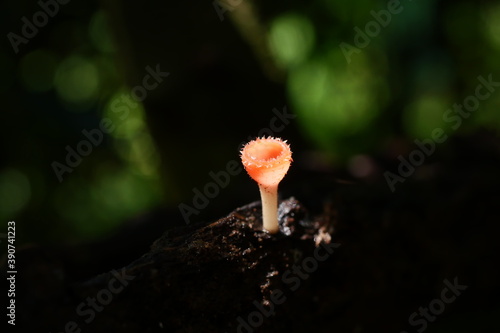 Beautiful champignon mushrooms