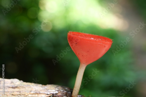 Beautiful champignon mushrooms