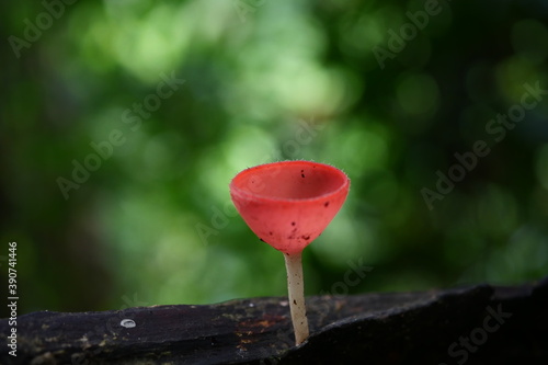 red heart in the garden