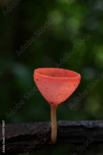 red mushroom in the forest