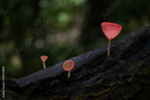 flower in the forest, heart on a tree ,champignon mushroom