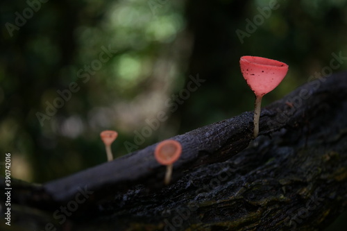 heart on a tree ,champignon mushroom