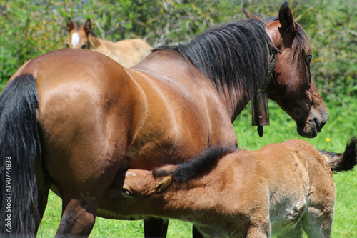 Fototapeta Closeup of a horse feeding a foal on the meadow
