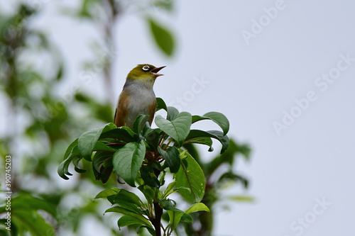 Silvereye bird in Auckland, Bew Zealand photo