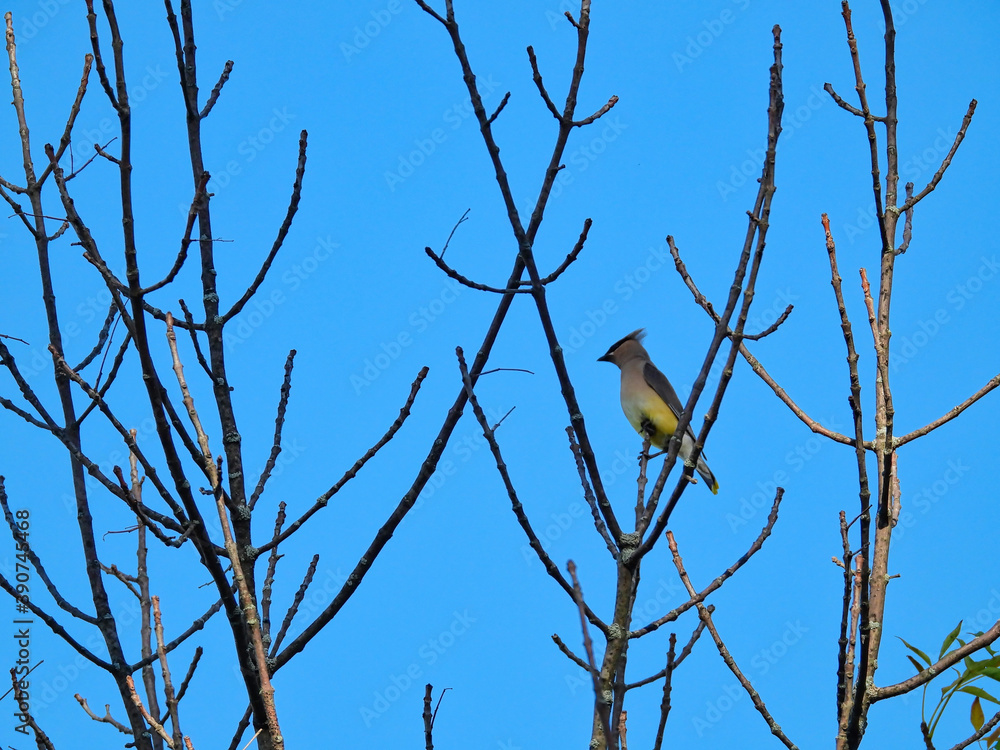 Lone Cedar Waxwing Bird Perched Among Bare Tree Branches with a Bright Blue Sky Lone Cedar Waxwing Bird Perched Among Bare Tree Branches with a Bright Blue Sky