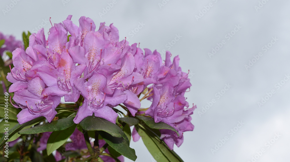 Lavender Rhododendron