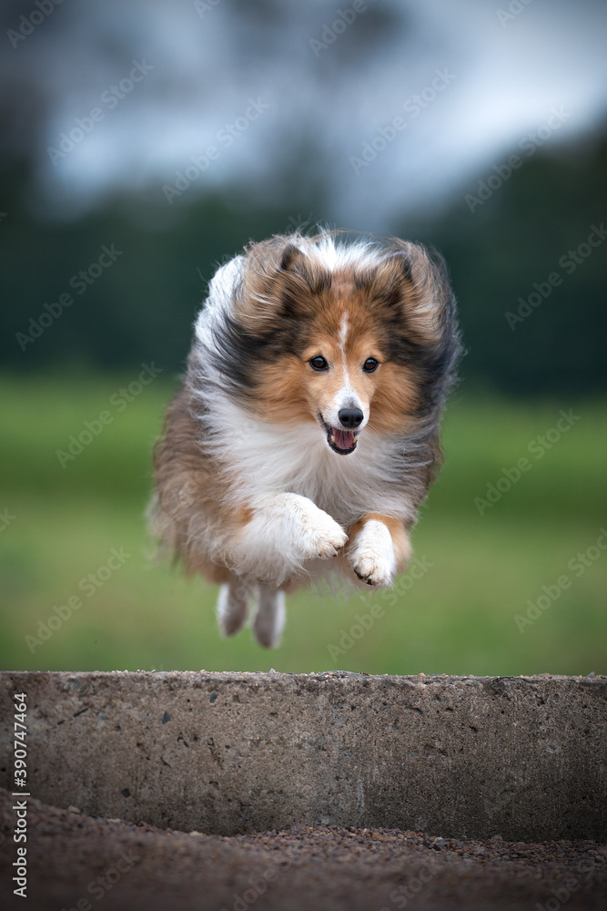 shetland sheepdog running and jumping