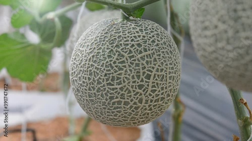 close up of fresh melon in a vegetable garden