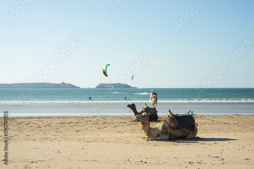 Camels relaxing on the Essaouira beach in Morocco
