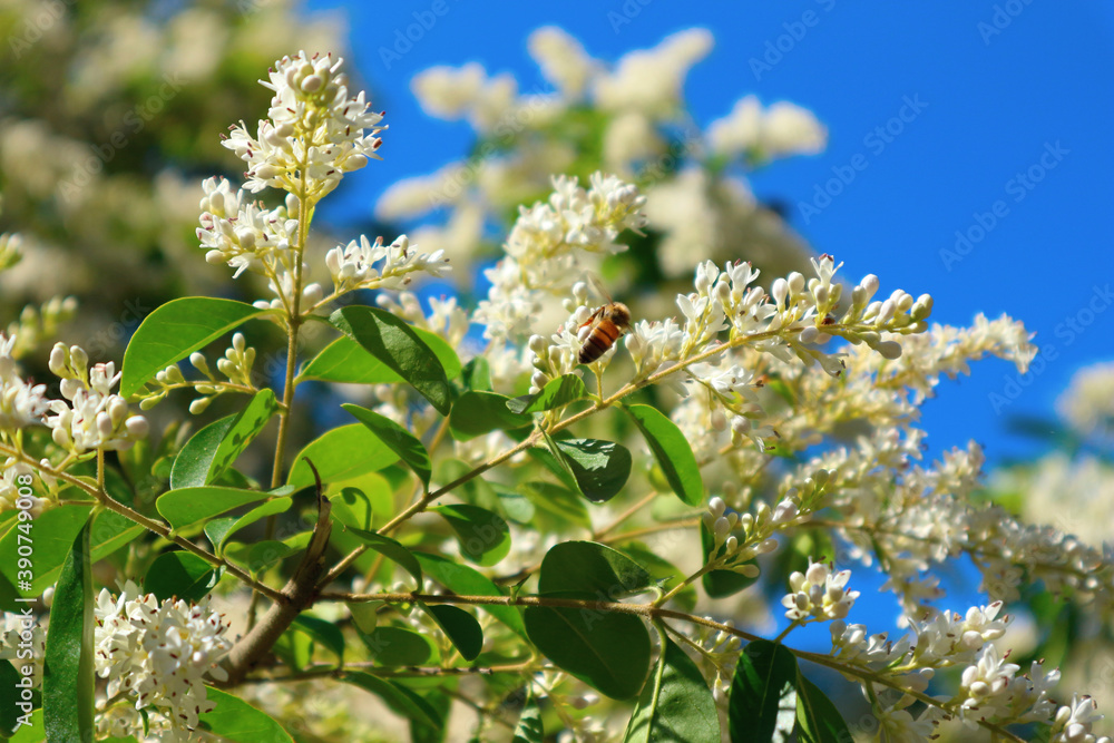 Ταπετσαρία European privet (or wild privet) ligustrum vulgare blooming shrub