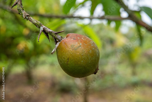 borojo fruit