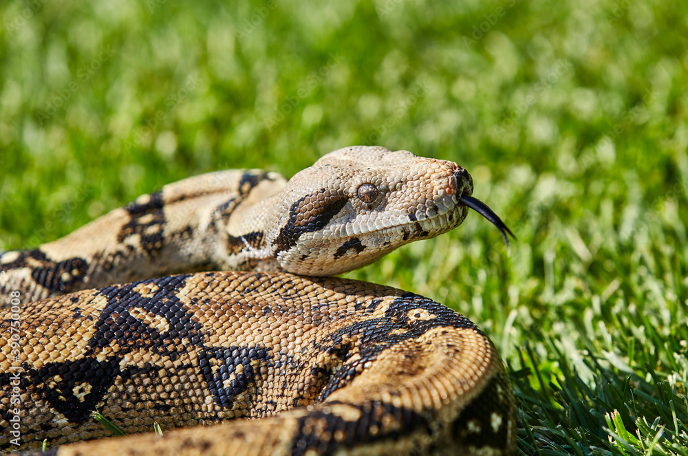 Obraz premium Boa Constrictor in the Grass