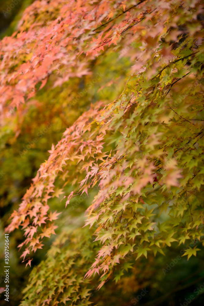 The autumn leaves in Japan are so beautiful. The autumn leaves in Japan are so beautiful.