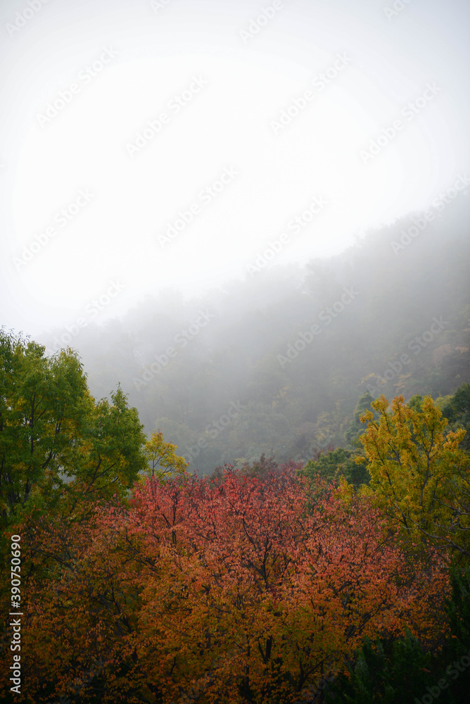 Fototapeta premium In the garden from fall to winter.