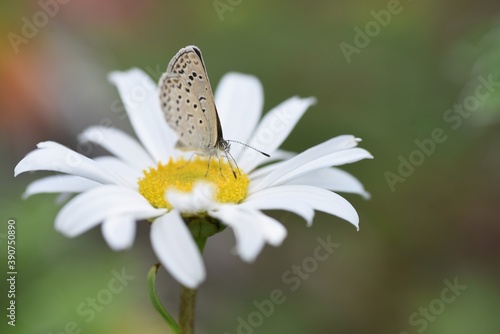 Nippon daisy flower and a butterfly. © tamu