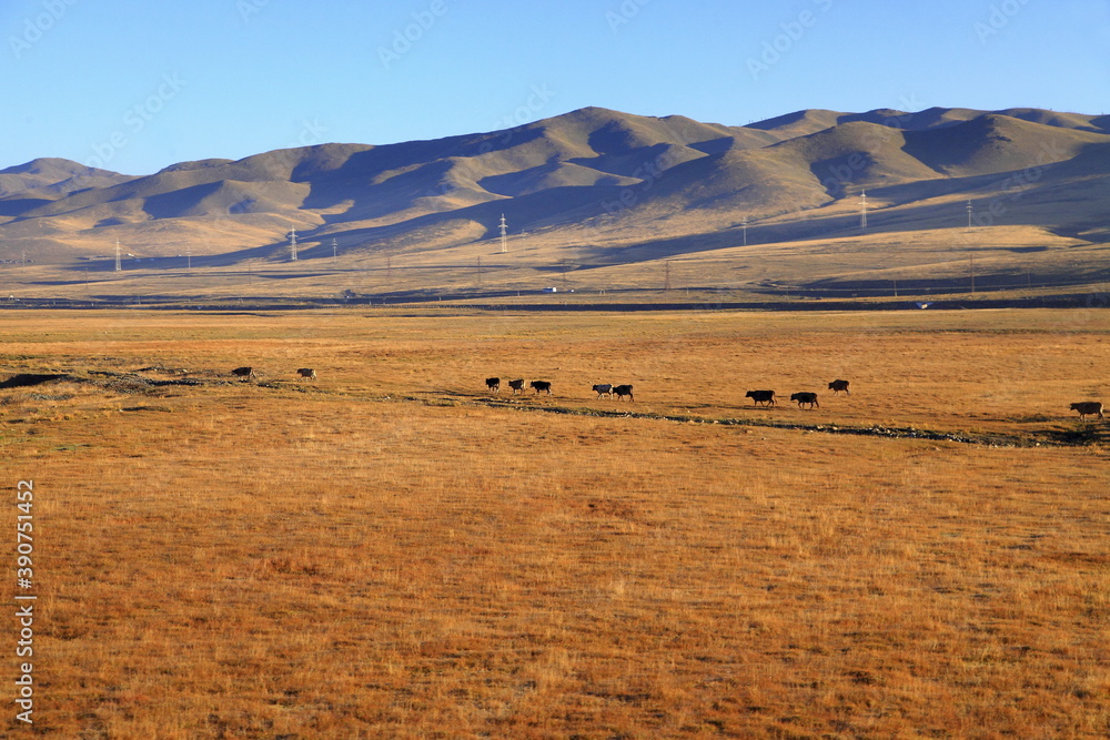 Obraz premium travel in Mongolia