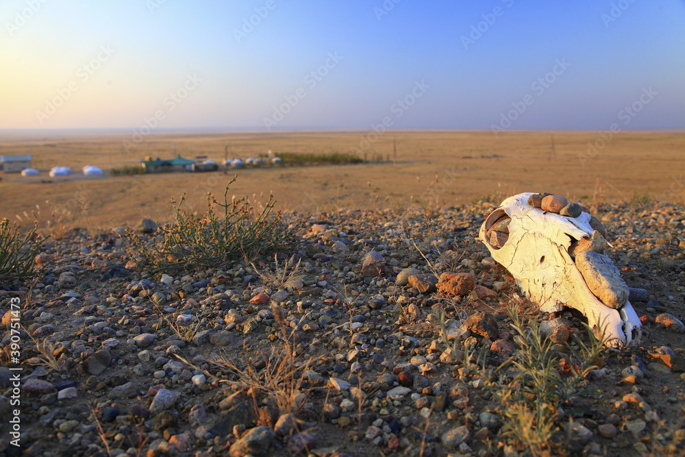 Obraz premium travel in Mongolia