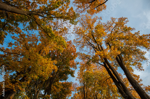 Fototapeta Naklejka Na Ścianę i Meble -  Złota jesień